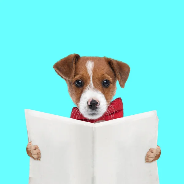 Niedlicher Jack Russell Terrier Hund Liest Zeitung Und Trägt Eine — Stockfoto