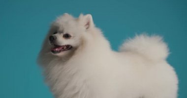 Pomeranian köpeğinin soluk soluğa kaldığı ve mavi arka planda gök gürültüsüne maruz kaldığı yan manzara