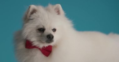 Güzel Pomeranian köpeği kırmızı papyon takıyor, dilini çıkarıyor, ağzını yalıyor ve başka tarafa bakıyor.