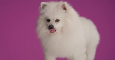 Küçük Pomeranian köpeği ağzını yalıyor, yana bakıyor ve mor arka planda duruyor.