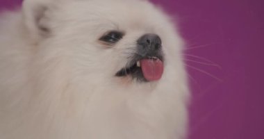 Mor arka planda ekranı yalayan küçük bir Pomeranian köpeğine yaklaş.