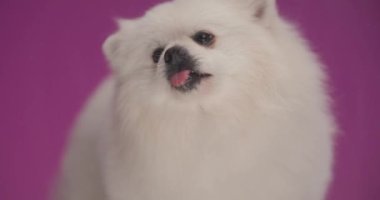 tapılası Pomeranian köpeği mor arka planda duruyor ve camı yalıyor sonra da gidiyor.