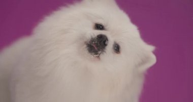 Pomeranian köpeğinin ağzını ve önündeki camı mor arka planda yaladığını gördüm.