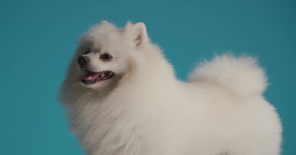 一只可爱的波美拉尼亚狗喘息着 被蓝色背景的雷声击中的侧视图 — 图库视频影像