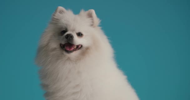Zoete Pomeranian Hond Zitten Hijgen Vrede Dan Sluiten Zijn Mond — Stockvideo