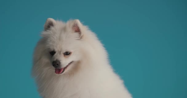 Маленькая Померанская Собака Высовывает Язык Отводя Взгляд Затем Серьезно Смотрит — стоковое видео