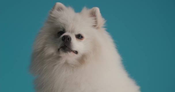 Anjing Pomeranian Menggemaskan Mendapatkan Sangat Serius Kemudian Menempel Lidahnya Latar — Stok Video