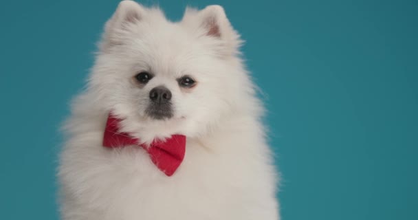 Perro Pomerania Sentado Con Una Pajarita Roja Mirando Cámara Sobre — Vídeos de Stock