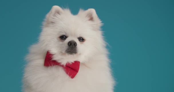 Słodkie Mały Pomeranian Pies Patrząc Daleko Marzy Czymś Noszenie Czerwony — Wideo stockowe