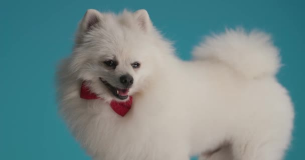 Adorable Perro Pomeraniano Jadeando Vistiendo Una Corbata Roja Luego Mirando — Vídeos de Stock