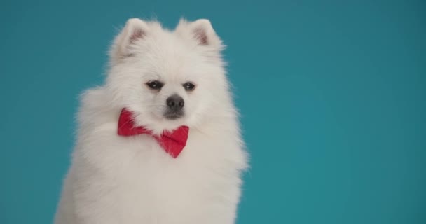 Χαριτωμένο Pomeranian Σκυλί Κοιτάζοντας Προς Πλάγια Γλείφει Στόμα Του Λαχάνιασμα — Αρχείο Βίντεο