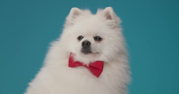 Pequeño Perro Pomeraniano Girando Cara Hacia Cámara Vistiendo Una Corbata — Vídeos de Stock