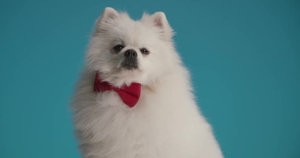 可愛いポメラニア犬は目をそらし赤い蝶ネクタイをして青い背景に口を舐めて — ストック動画