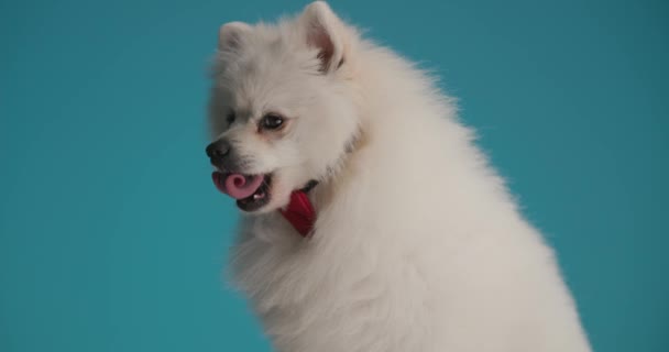 Pomeranian Σκυλί Κοιτάζοντας Προς Πλάγια Και Γλείφει Στόμα Του Φορώντας — Αρχείο Βίντεο