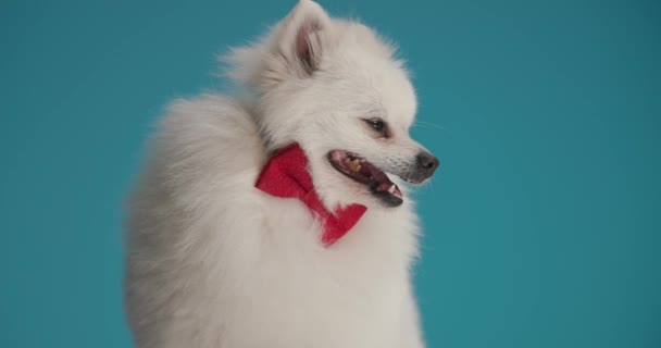 可爱的波美拉尼亚狗舔着嘴 看一边 气喘吁吁 还戴着红色的领带 — 图库视频影像