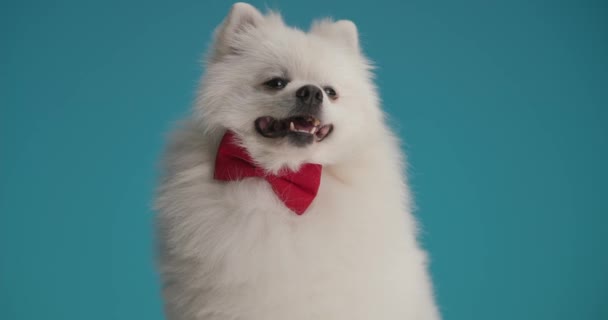 漂亮的波美拉尼亚犬 脖子上有个肚脐 气喘吁吁 心情愉悦 舔着嘴 — 图库视频影像