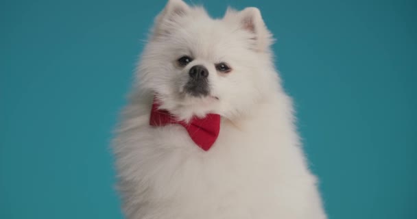 Pequeño Perro Pomerano Mirando Cámara Vistiendo Una Pajarita Roja Sacando — Vídeos de Stock