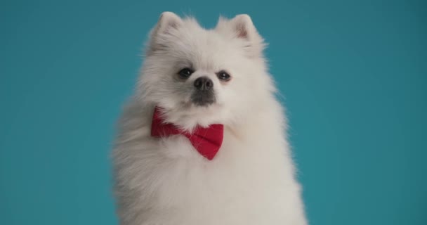 Liten Pommerska Hund Slickar Sin Mun Bär Röd Fluga Och — Stockvideo