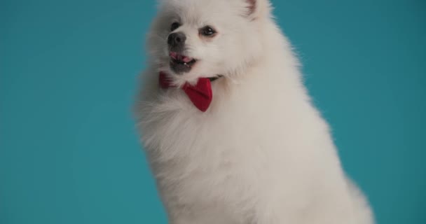 Χαριτωμένο Pomeranian Σκυλί Γλείφει Μύτη Του Στέκεται Πάνω Μπλε Φόντο — Αρχείο Βίντεο