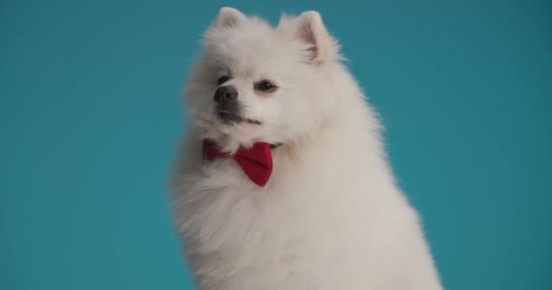 Hermoso Perro Pomeraniano Sentado Jadeando Vistiendo Una Corbata Roja Lamiendo — Vídeos de Stock
