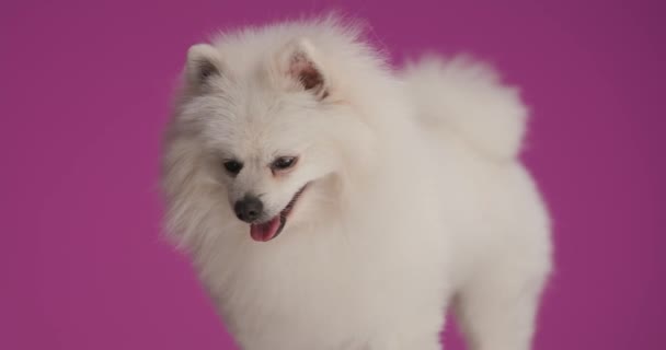 Αξιολάτρευτο Σκυλί Της Πομερανίας Κοιτάζει Αλλού Βγάζει Γλώσσα Του Έξω — Αρχείο Βίντεο