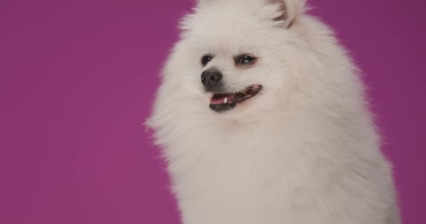 Όμορφη Pomeranian Σκυλί Στροφή Από Την Πλευρά Προς Την Κάμερα — Αρχείο Βίντεο