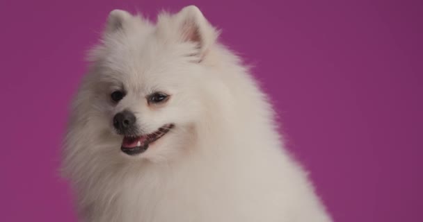 ポメラニアの犬が紫色の背景に腰掛けて — ストック動画