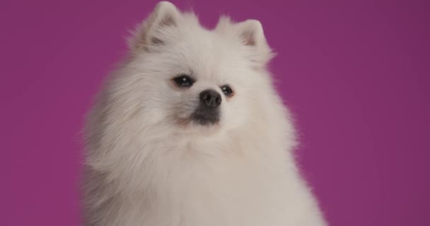 可爱的波美拉尼亚狗看着别处 梦想着什么 舔着嘴 背景是紫色的 — 图库视频影像
