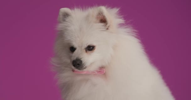 Lindo Perrito Pomeraniano Vistiendo Una Corbata Rosa Sobre Fondo Púrpura — Vídeos de Stock