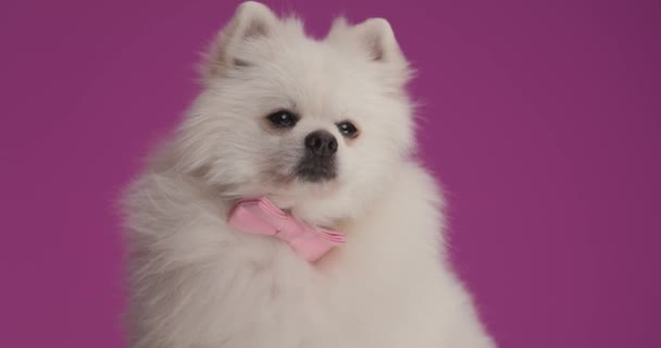 Kleiner Pommerscher Hund Mit Rosa Hintergrund Der Wegschaut Den Mund — Stockvideo