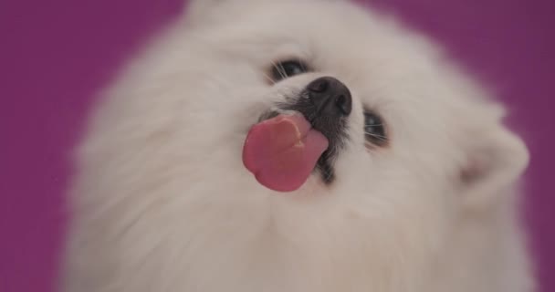 Close Cão Pomeranian Pouco Bonito Lambendo Tela Seguida Sua Boca — Vídeo de Stock