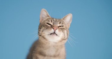 Şirin tekir kedi yukarı bakıyor, dilini çıkarıyor ve burnunu yalıyor, aç ve stüdyoda mavi arka planda yemek bekliyor.