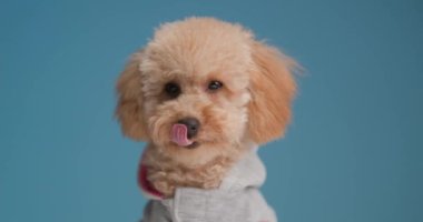 Tatlı kaniş ceketli köpek dili dışarı çıkmış, burnunu yalıyor ve yan tarafa bakarken stüdyoda mavi arka planı merak ediyor.