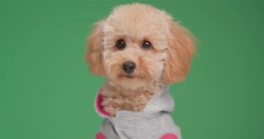 Güzel kaniş köpeği ceketini giyer ve yeşil arka planda stüdyoda otururken yüzünü çevirir.