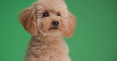 Küçük sevimli köpek yavrusu yukarı bakıyor, meraklı, burnunu yalıyor ve stüdyoda yeşil arka planda otururken aşağı ve yana bakıyor.