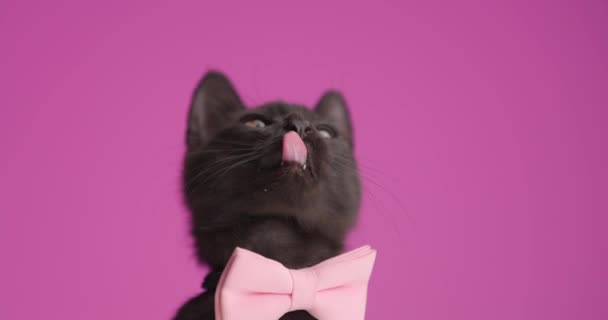 在工作室里 可爱的美眉黑猫 戴着粉红的领带 一边仰视一边舔鼻涕 一边用粉红的背景站在后腿上 — 图库视频影像