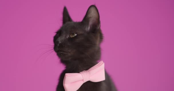 Precioso Pequeño Metis Gato Usando Rosa Bowtie Mirando Hacia Arriba — Vídeo de stock