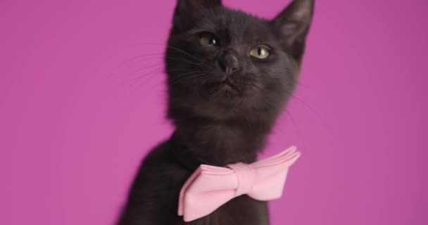 Sweet Black Metis Kitten Wearing Pink Bowtie Looking Side Licking — Stock Video