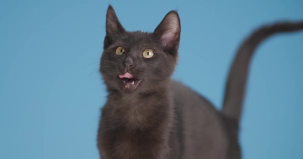 Adorável Pequeno Gatinho Lambendo Nariz Movendo Uma Posição Visão Lateral — Vídeo de Stock