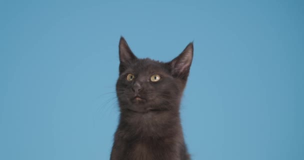 饥饿的小梅蒂斯猫伸出舌头 舔鼻涕 抬起头来 在工作室里用蓝色的背景走开了 — 图库视频影像