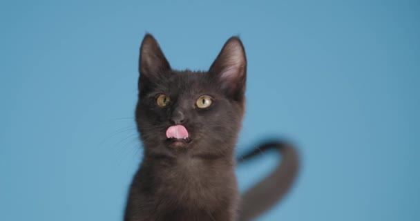在演播室里 可爱的黑梅蒂斯猫仰视左右 一边舔鼻涕 一边伸出舌头 一边坐在蓝色的背景上 — 图库视频影像