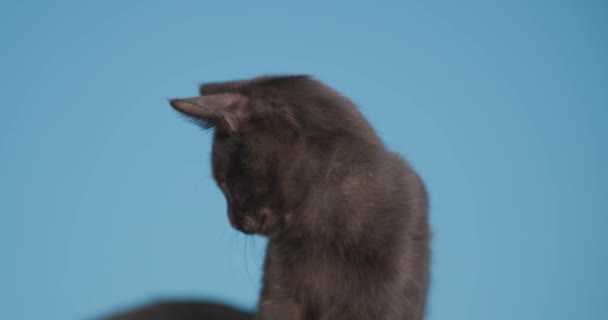 Μαύρο Metis Γατάκι Κοιτάζοντας Κάτω Προεξέχει Γλώσσα Και Γλείφει Μύτη — Αρχείο Βίντεο