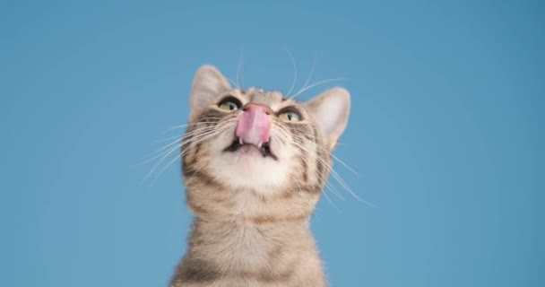 Curioso Marrom Tabby Gatinho Saindo Língua Lambendo Nariz Olhando Para — Vídeo de Stock