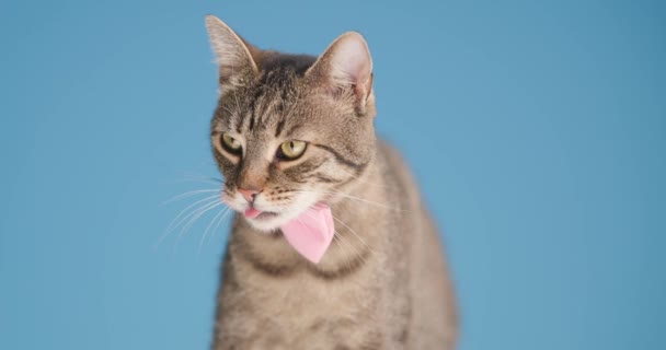 Krásná Malá Tabby Kočka Sobě Růžová Motýlka Lízání Nosu Při — Stock video