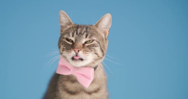 绅士胖胖的棕色猫 戴着粉色的领带 伸出舌头 舔鼻涕 侧身观望 坐在工作室的蓝色背景上 — 图库视频影像