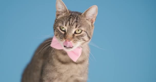 可爱的褐色美眉猫咪 带着圆球坐在蓝色的背景上 望着别处 伸出舌头 在工作室里舔鼻涕 — 图库视频影像