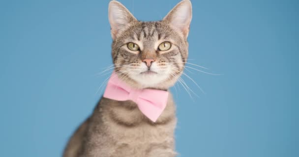 Elegant Bruin Tabby Kitten Met Roze Strikje Rond Hals Zoek — Stockvideo