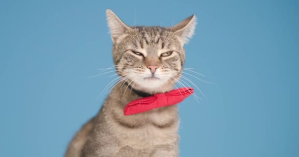 可爱的小梅蒂斯 胖胖的猫 戴着红色的领带 一边看一边 伸出舌头 一边舔鼻涕 一边坐在工作室的蓝色背景上 — 图库视频影像