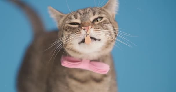 雅致的棕梅蒂斯 胖胖的猫 戴着粉红的领带 伸出舌头 舔着透明的玻璃 侧身观望 站在工作室的蓝色背景上 — 图库视频影像