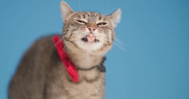 可爱的小胖胖的猫伸出舌头 舔着玻璃窗 戴着红色的领带 抬起头 站在工作室的蓝色背景上 — 图库视频影像